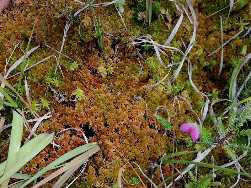 Sphagnum subnitens - © Barry Stewart