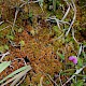 Sphagnum subnitens