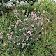 Linaria purpurea