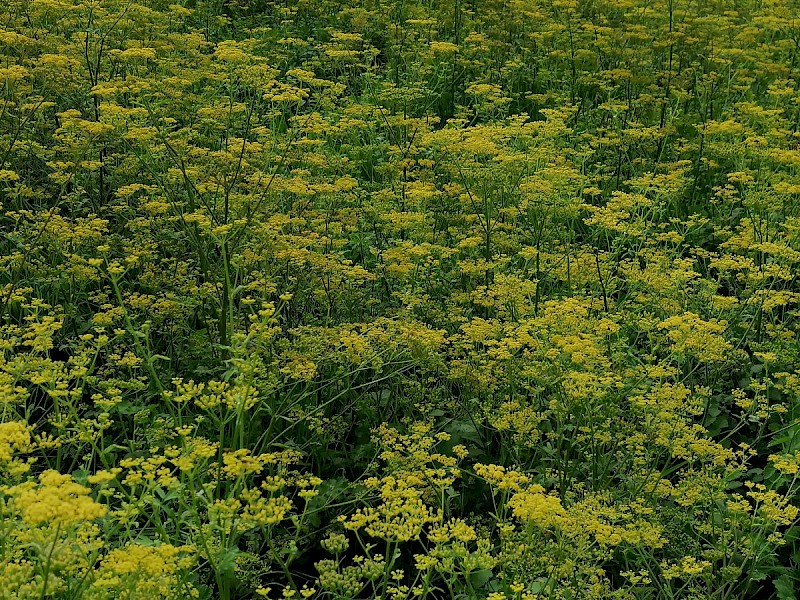 Pastinaca sativa subsp. sylvestris - © Barry Stewart