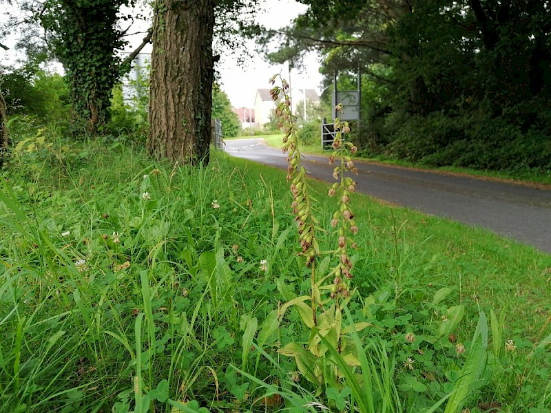 Epipactis helleborine - © Barry Stewart