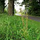 Epipactis helleborine