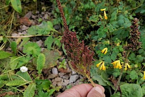 Plantago major Greater Plantain