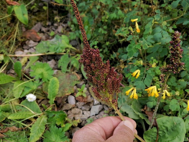 Plantago major - © Barry Stewart