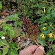 Plantago major