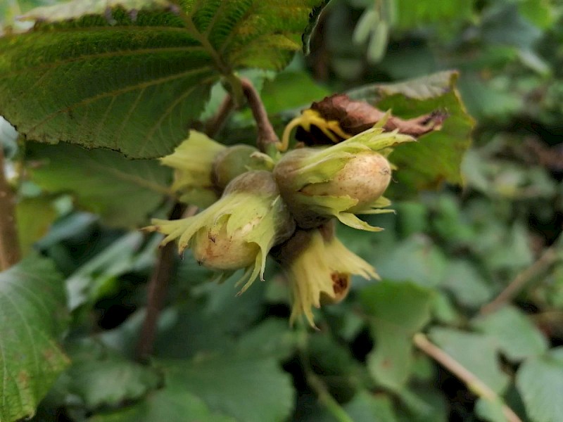 Corylus avellana - © Barry Stewart