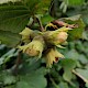 Corylus avellana