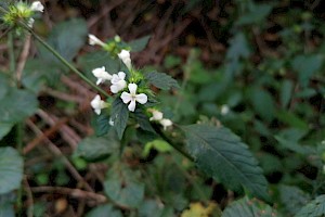 Galeopsis bifida Bifid Hemp-nettle