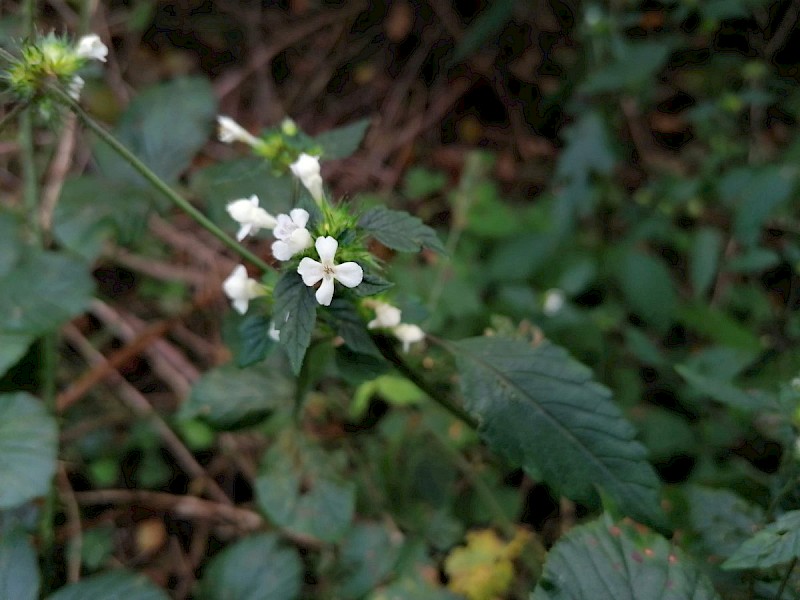 Galeopsis bifida - © Barry Stewart