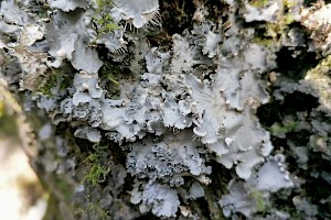 Peltigera praetextata Scaly Dog-lichen