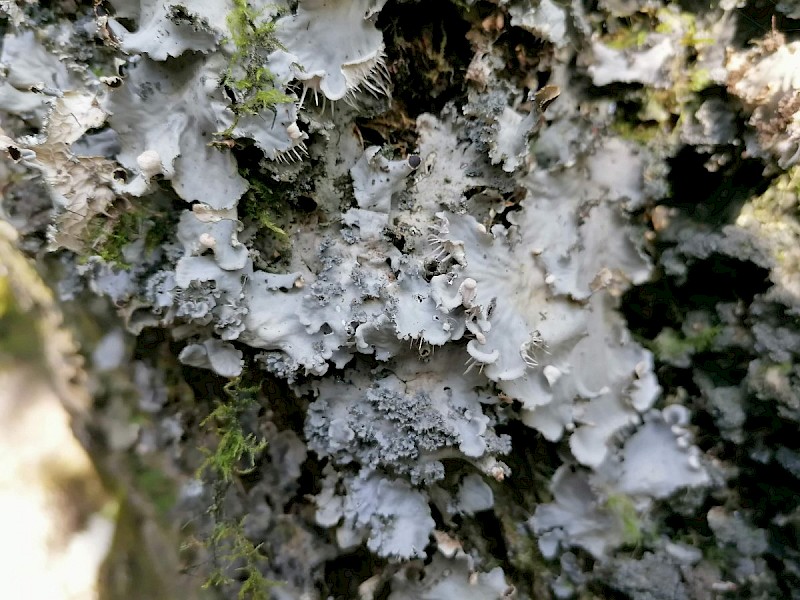 Peltigera praetextata - © Barry Stewart