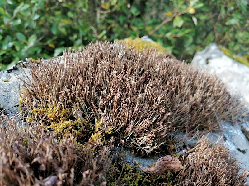 Cladonia crispata var. cetrariiformis - © Barry Stewart