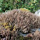 Cladonia crispata var. cetrariiformis