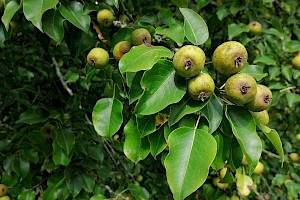 Pyrus pyraster Wild Pear