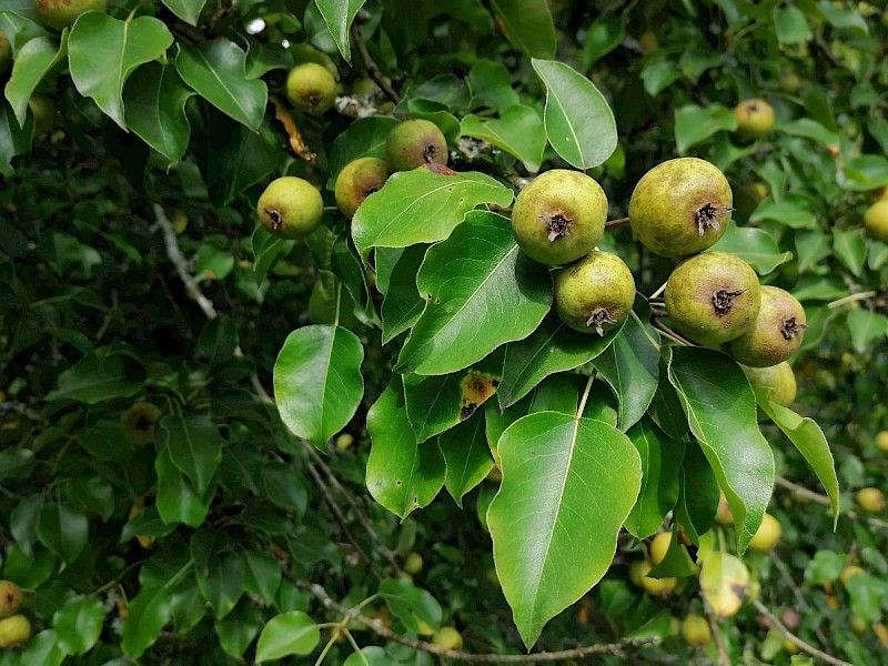 Pyrus pyraster - © Barry Stewart