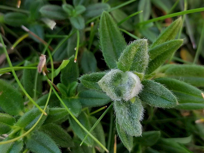 Helianthemum nummularium - © Barry Stewart