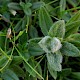 Helianthemum nummularium