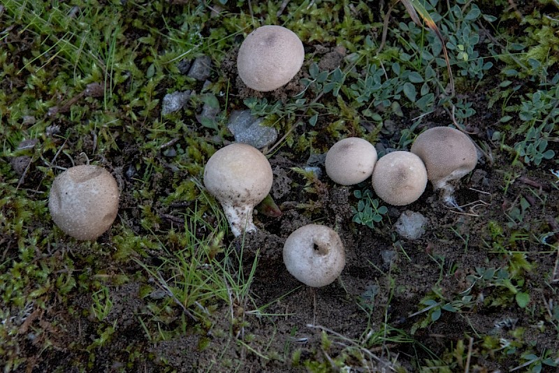 Lycoperdon lividum - © Charles Hipkin