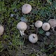 Lycoperdon lividum