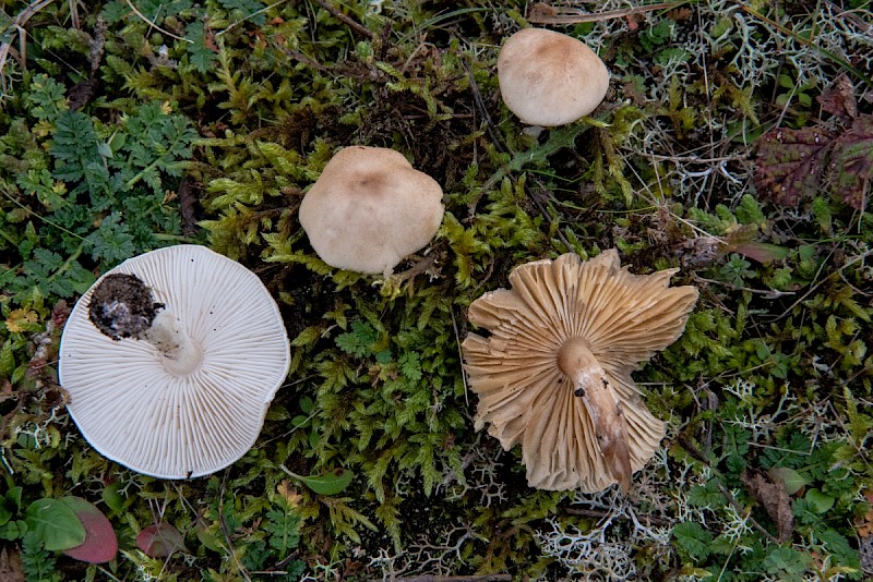 Lepiota oreadiformis - © Charles Hipkin