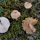 Lepiota oreadiformis