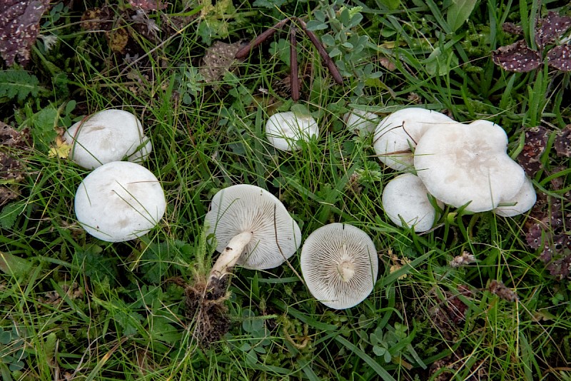 Clitocybe rivulosa - © Charles Hipkin