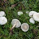 Clitocybe rivulosa