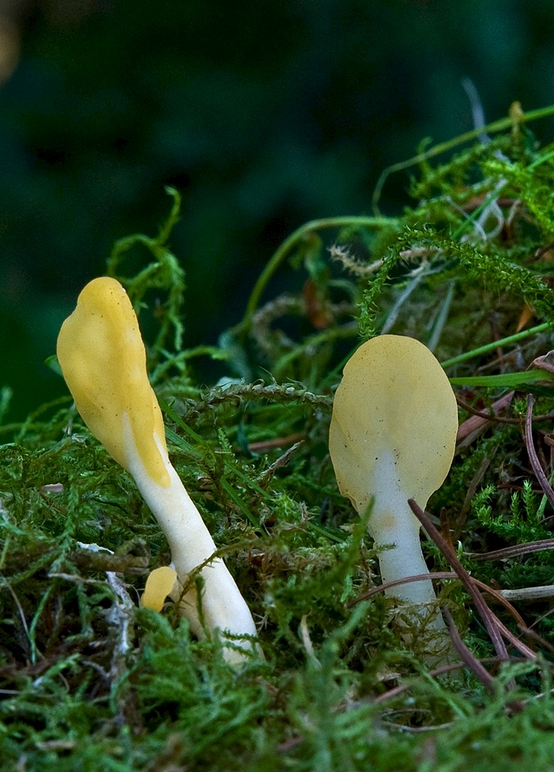 Spathularia flavida - © Charles Hipkin