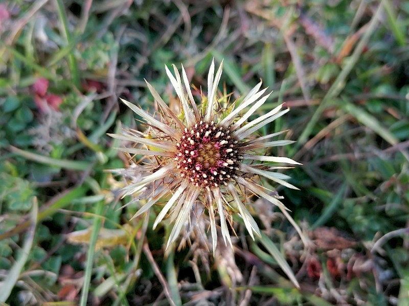 Carlina vulgaris - © Barry Stewart