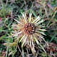 Carlina vulgaris