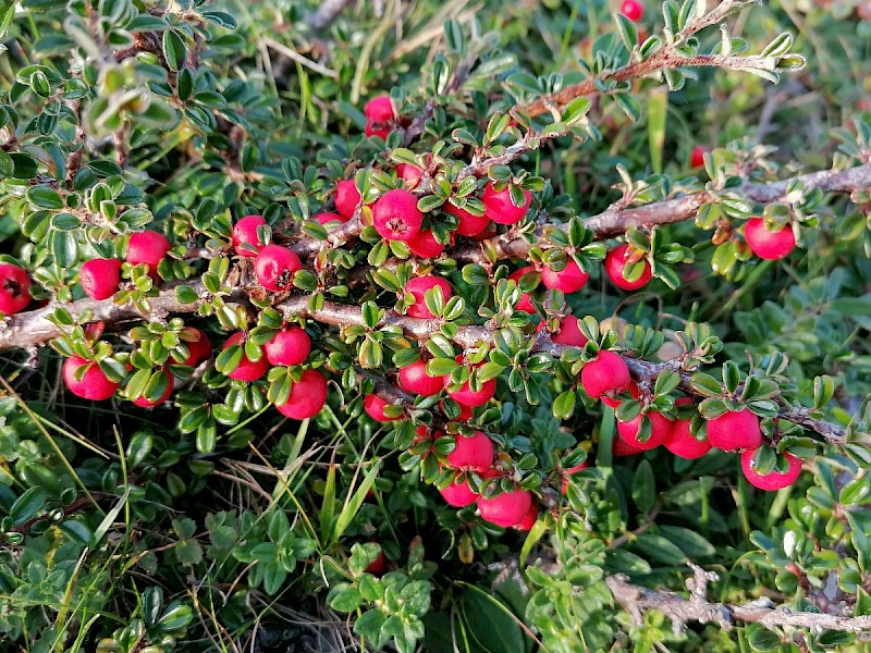 Cotoneaster integrifolius - © Barry Stewart