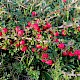 Cotoneaster integrifolius