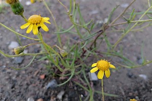 Senecio inaequidens Narrow-leaved Ragwort