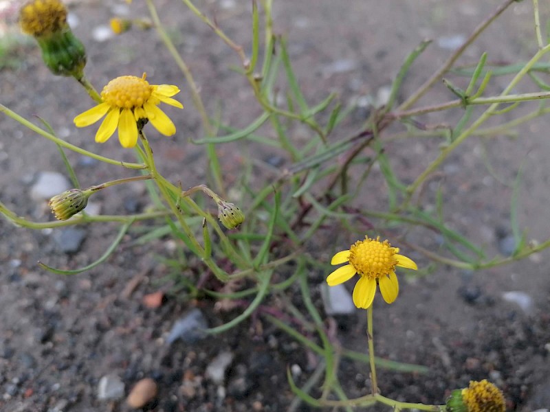 Senecio inaequidens - © Barry Stewart