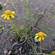 Senecio inaequidens