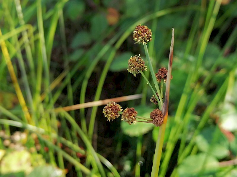 Scirpoides holoschoenus - © Barry Stewart