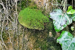 Eucladium verticillatum Whorled Tufa-moss