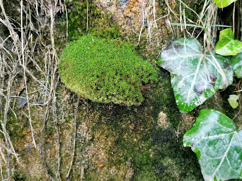 Eucladium verticillatum - © Barry Stewart