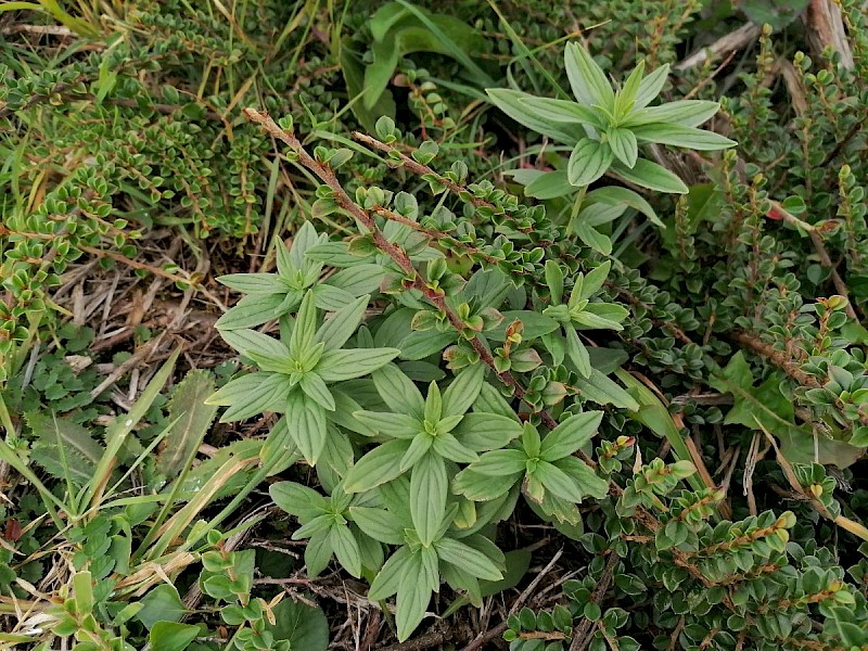 Lithospermum officinale - © Barry Stewart