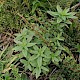 Lithospermum officinale