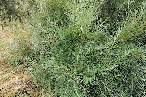 Salix elaeagnos Olive Willow