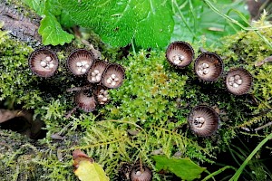 Cyathus striatus Fluted Bird's Nest