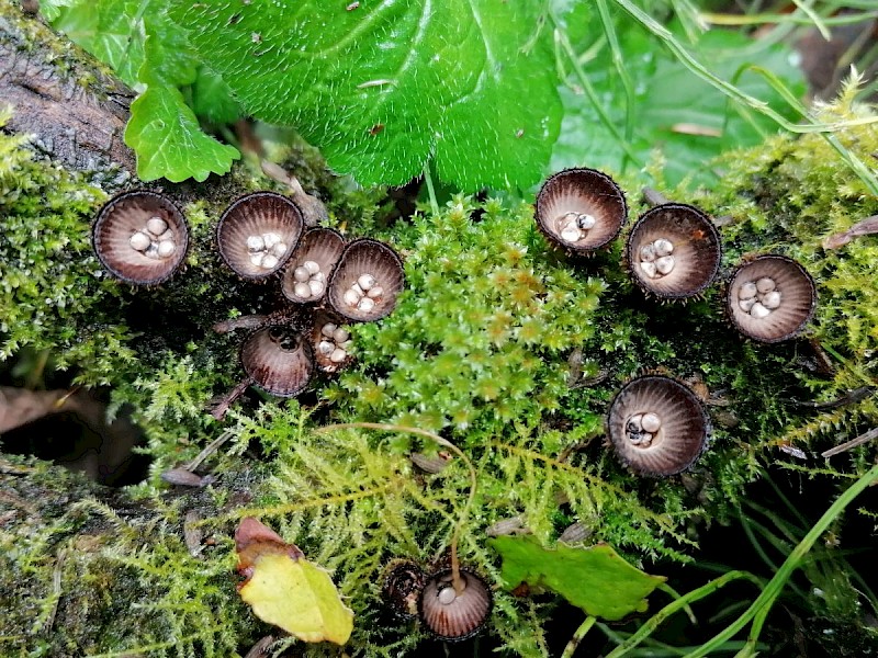 Cyathus striatus - © Barry Stewart