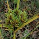 Cyperus eragrostis