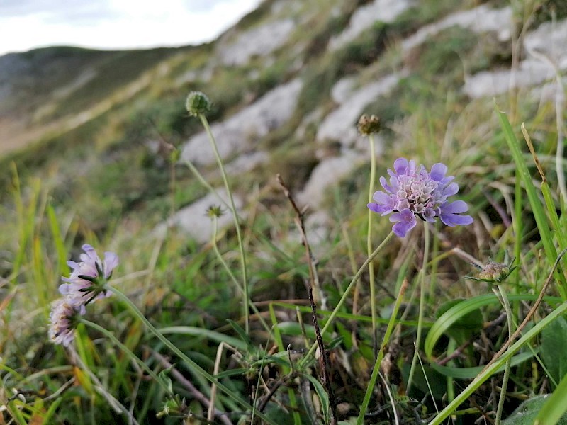 Scabiosa columbaria - © Barry Stewart