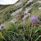 Scabiosa columbaria