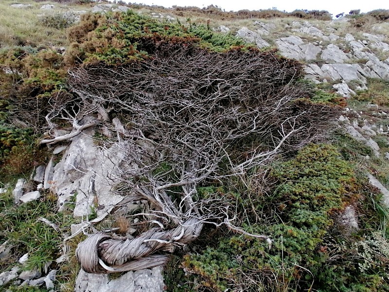 Juniperus communis - © Barry Stewart