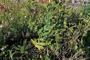 Bupleurum rotundifolium Thorow-wax