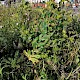 Bupleurum rotundifolium