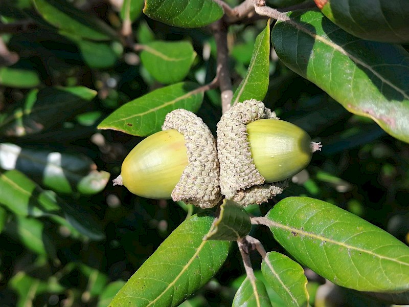 Quercus ilex - © Barry Stewart